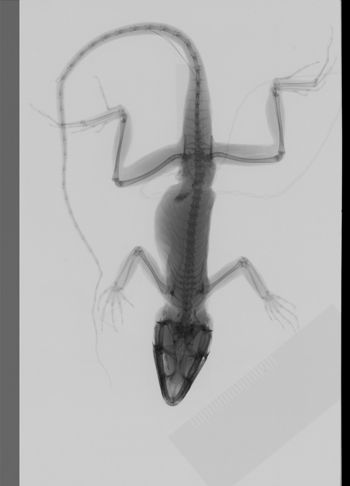 Media type: image;   Herpetology R-189278